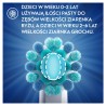 Pasta do zębów dla dzieci od 6 miesiąca do 6 lat Oral-B Pro Kids 50 ml