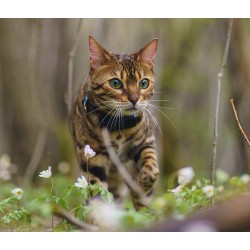 Outlet Tractive CAT Lokalizator Mini Wodoodporny 55x28x17mm 25g Granatowy