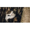 Outlet Tractive CAT Lokalizator Mini Wodoodporny 55x28x17mm 25g Granatowy