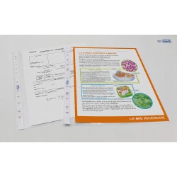 Outlet Favorit koperty/koszulki na dokumenty 22x30 100 sztuk transparentne