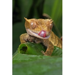 Outlet Miska na wodę i karmę dla gadów Trixie TX-76202 szer.18 x dł. 15 cm